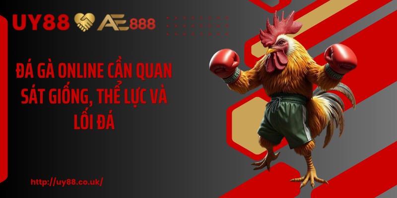Đá gà online cần quan sát giống, thể lực và lối đá