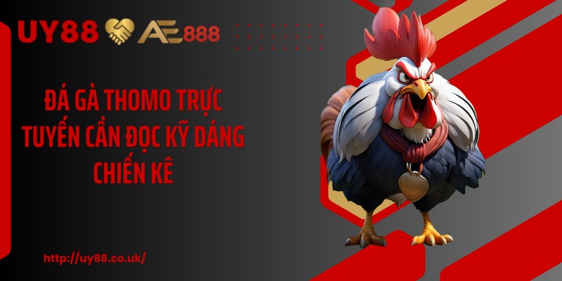 Đá gà thomo trực tuyến cần đọc kỹ dáng chiến kê
