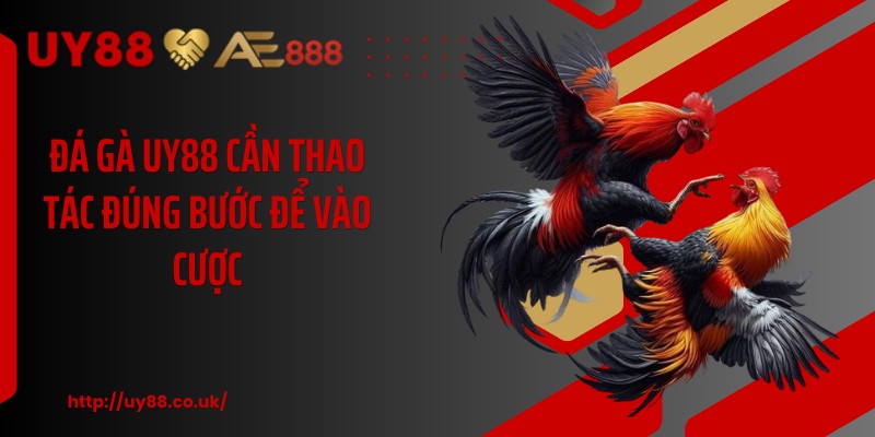 Đá gà UY88 cần thao tác đúng bước để vào cược
